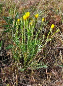 Crepis modocensis ssp. modocensis