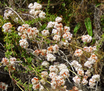 Eriogonum fasciculatum ssp. fasciculatum