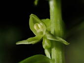 Photo of Platanthera stricta