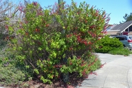Salvia gesneriifolia