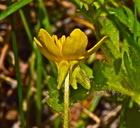 Ranunculus occidentalis var. occidentalis