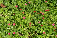 Mesembryanthemum cordifolium