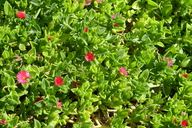 Mesembryanthemum cordifolium