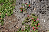 Mesembryanthemum cordifolium