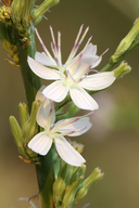 Stephanomeria exigua ssp. coronaria