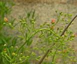 Calfornia Bee Plant