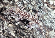 Paroedura rennerae