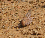 Trimerotropis pallidipennis
