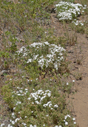 Leptosiphon floribundus ssp. glaber