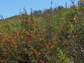 Mimulus aurantiacus