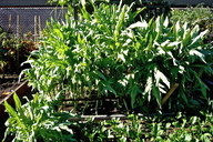 Brassica oleracea var. alboglabra