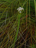 Conospermum taxifolium