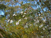 Leptospermum parvifolium