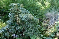 Pieris japonica var. variegata