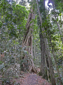 Ficus watkinsiana