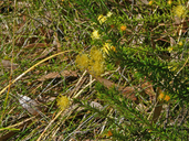 Phebalium stenophyllum