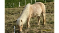 Faroes Horse