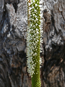 Xanthorrhoea latifolia ssp. latifolia