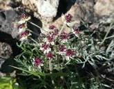 Photo of Lomatium hooveri