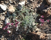 Photo of Lomatium hooveri