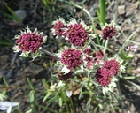 Photo of Lomatium hooveri