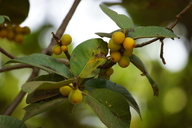 Ficus mysorensis
