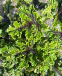 Pelargonium quercifolium