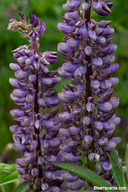 Lupinus polyphyllus var. polyphyllus