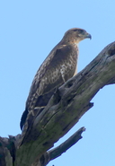 Aquila spilogaster