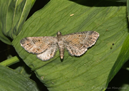 Tawny Speckled Pug Moth