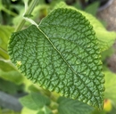 Salvia rhinosina