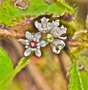 Whipplea modesta