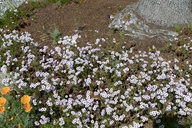 Gilia tricolor