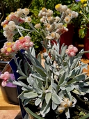 Helichrysum amoriginum