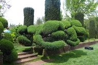 Juniperus chinensis var. torulosa