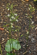 Beesia deltophylla