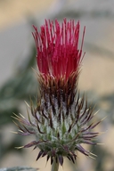 Cirsium andersonii