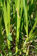 Acorus calamus