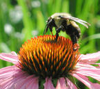 Bombus impatiens