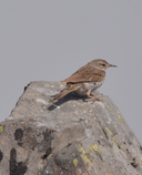 Berthelot's Pipit