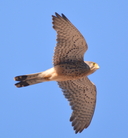 Common Kestrel