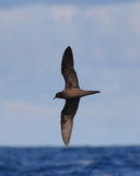 Bulwer's Petrel