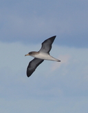 Cory's Shearwater