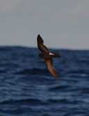 Wislon's Storm Petrel