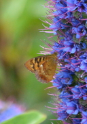 Madeiran Speckled Wood