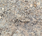 Sphingonotus rubescens