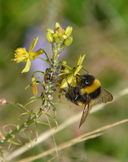 Madeiran Buff-tailed Bumble Bee