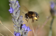 Madeiran Banded Bee