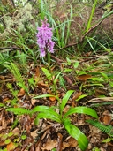 Dactylorhiza foliosa