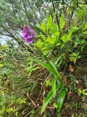 Dactylorhiza foliosa